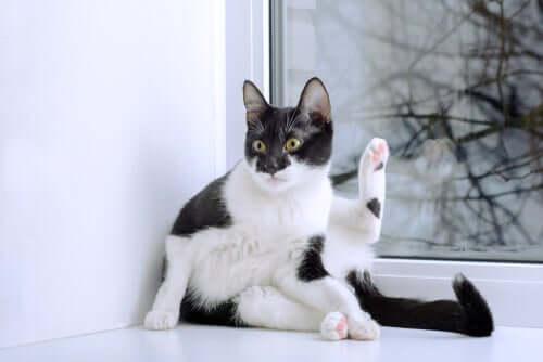 A cat with a raised paw.