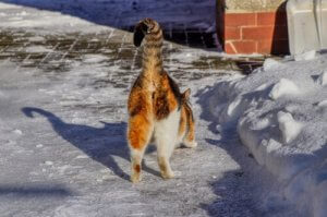 Why Do Some Cats' Bottoms Smell Bad?