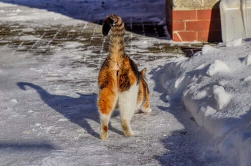 Why Do Some Cats' Bottoms Smell Bad?