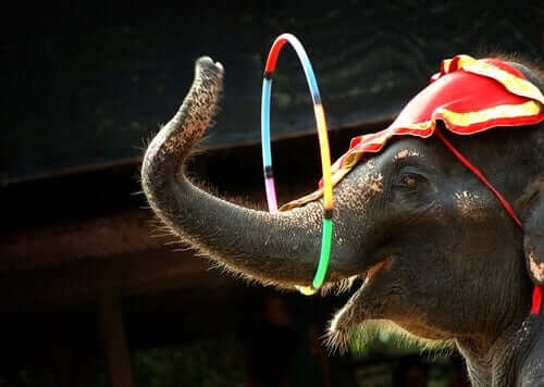 A circus elephant.