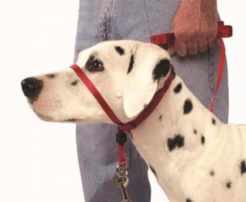 The Head Collar: How to Use It Correctly