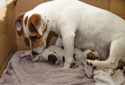 A dog cleaning her pups.