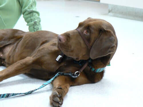 A dog lying down at the vet.
