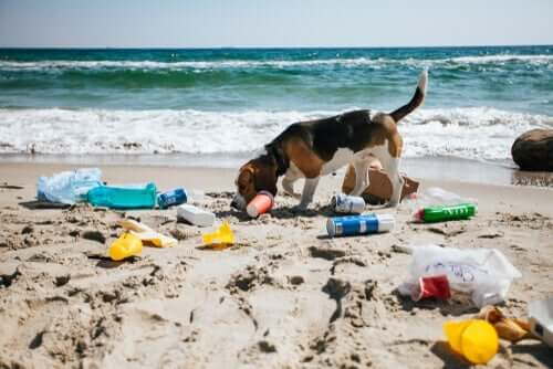 A dog on a polluted beach.