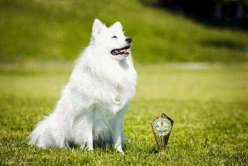 A dog sitting in a field.