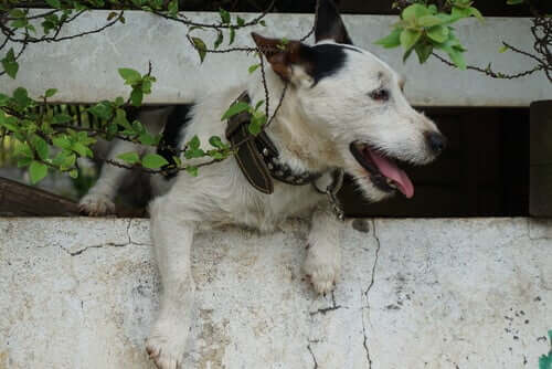 A dog trapped in a fence.