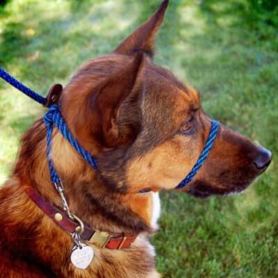 A dog wearing a head collar.