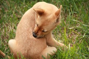 Hives in Dogs - Causes and Treatments