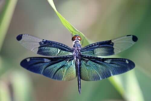 Learn About the Metamorphosis of the Dragonfly