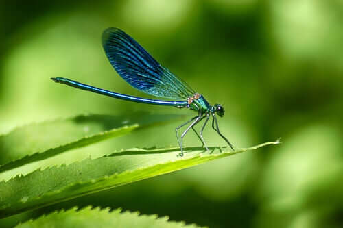 A dragonfly perched on a leaf.