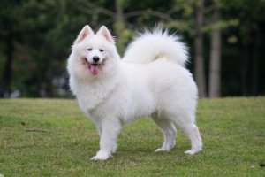 Hairy Dog Breeds - The Ten Most Popular