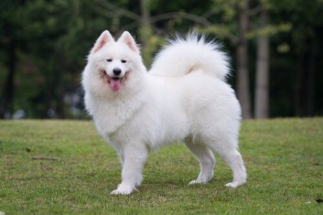 Hairy Dog Breeds - The Ten Most Popular 