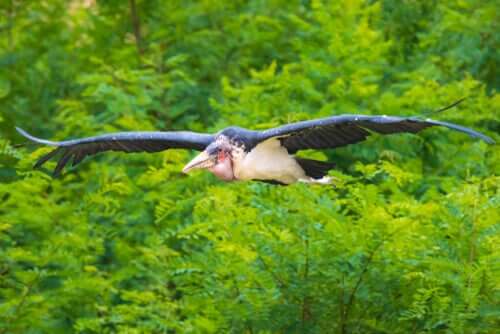 A flying marabou stork.