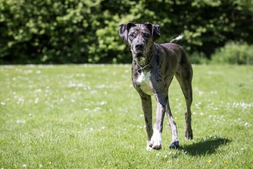 A great Dane.