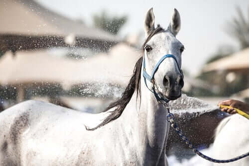 How to Keep Your Horse Cool in Summer