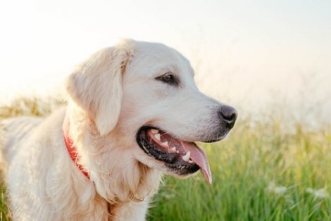 the retriever is one of the most popular dogs