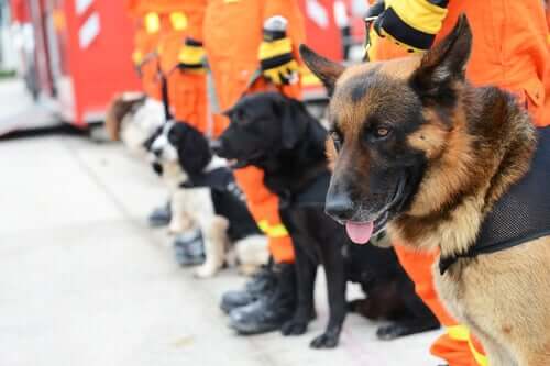 A line of rescue dogs.