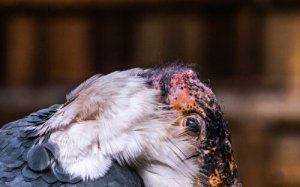 The Marabou Stork: A Great Scavenger