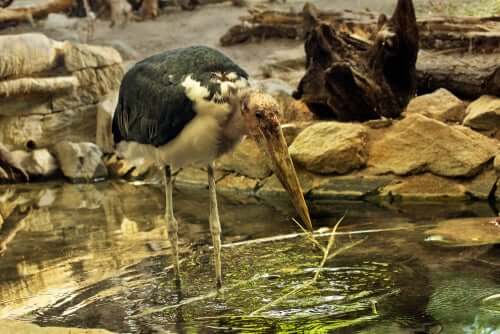 A marabou stork cooling down.