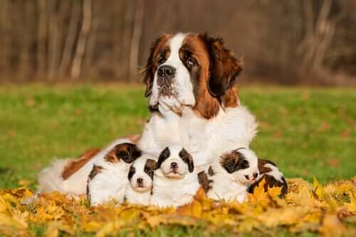 A mother and her puppies.
