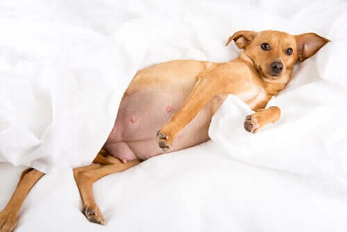 A pregnant dog lying on a bed.