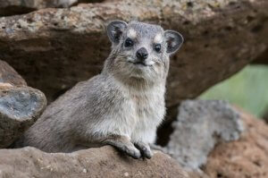 The Acrobatic Rock Hyrax
