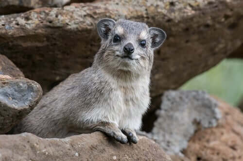 Ο ακροβατικός βράχος Hyrax