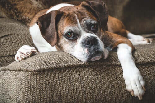 A sad looking dog on a couch.