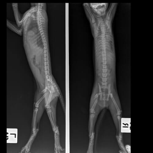 An X-ray of a cat with a broken femur.