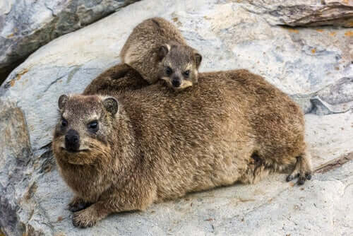 An adult and baby rock hyrax.