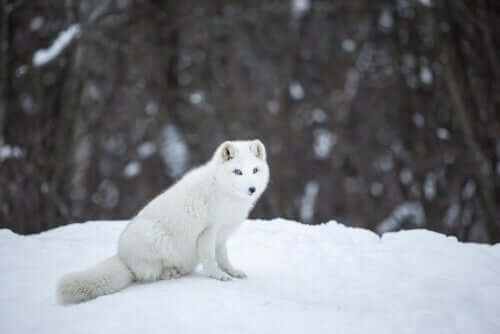 An alert arctic fox on the snow.