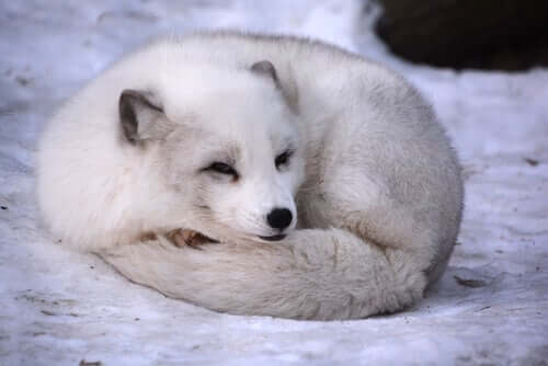 An arctic fox sleeping.