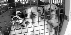 Hope of Life for Homeless Dogs