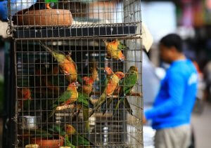 The CITES Treaty and Its Improvements