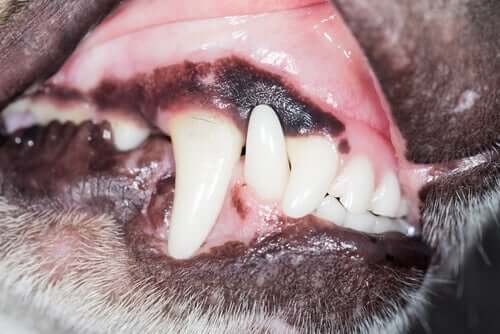 A close up of dog with black gums.