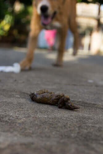 Dog poop with a dog in the background.
