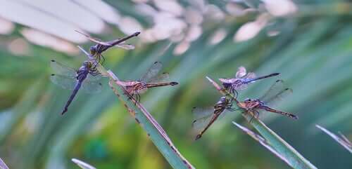 The metamorphosis of a dragonfly.
