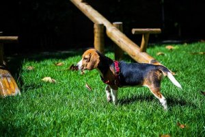 The Most Popular Dog Breeds - Characteristics