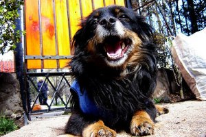 What You Need to Know About Pyometra in Bitches