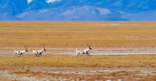 Tibetan antelope running across a pasture.