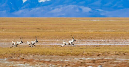 Tibetan antelope running across a pasture.