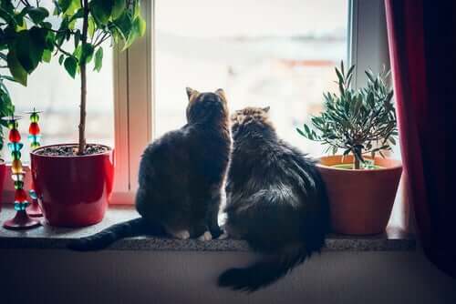 Two cats on a windowsill because some cats' bottoms smell bad.