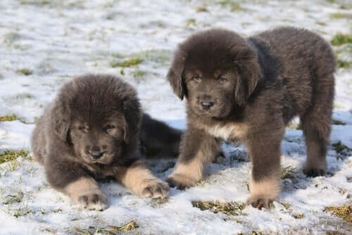 Two fluffy dogs.