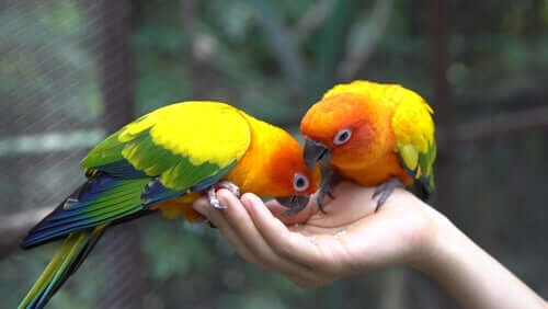 Two parrots eating from someone's hand.