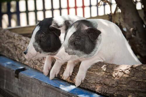 Two pigs with dwarfism.