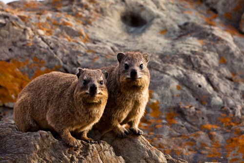 Two rock hyraxes next to each other.