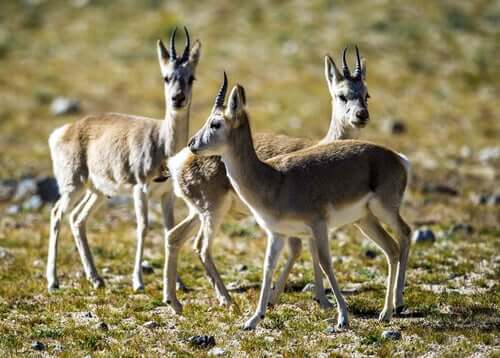 Young tibetan antelope calves.