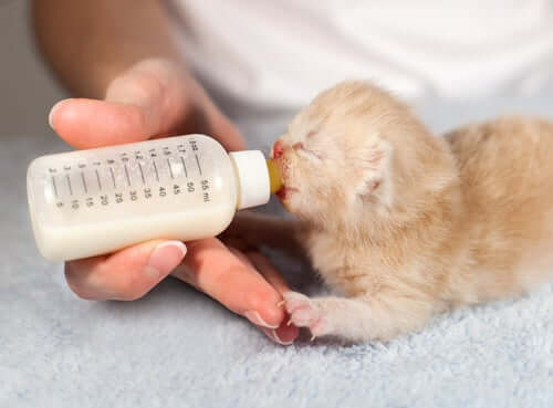 An abandoned newborn kitten drinking from a bottle.