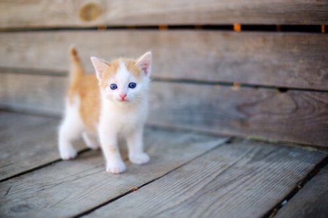 abandoned newborn kitten