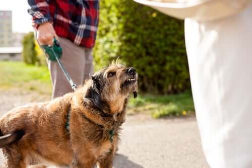 A dog behaving strangely while on the leash.